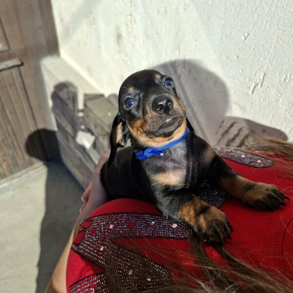 Oliver Miniature Dachshund Oliver Miniature Dachshund