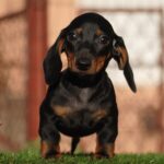 Oliver-male-miniature-dachshund-puppy-for-sale- (2)