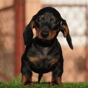 Oliver Miniature Dachshund Oliver Miniature Dachshund