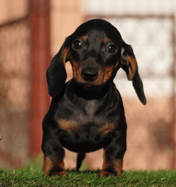 Oliver Miniature Dachshund Oliver Miniature Dachshund