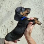 Oliver-male-miniature-dachshund-puppy-for-sale- (2)