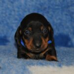 Oliver-male-miniature-dachshund-puppy-for-sale- (2)