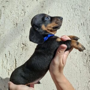 Oliver Miniature Dachshund Oliver Miniature Dachshund
