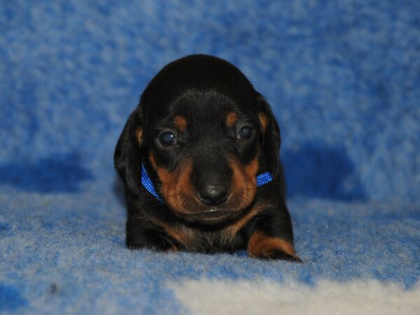 Oliver Miniature Dachshund Oliver Miniature Dachshund