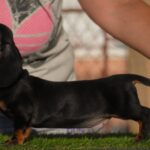 Oliver-male-miniature-dachshund-puppy-for-sale- (3)