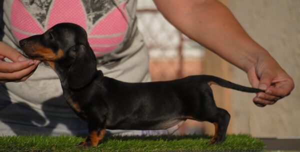 Oliver Miniature Dachshund Oliver Miniature Dachshund