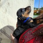 Oliver-male-miniature-dachshund-puppy-for-sale- (3)