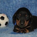 Oliver-male-miniature-dachshund-puppy-for-sale- (3)