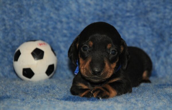 Oliver Miniature Dachshund Oliver Miniature Dachshund