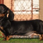 Oliver-male-miniature-dachshund-puppy-for-sale- (4)