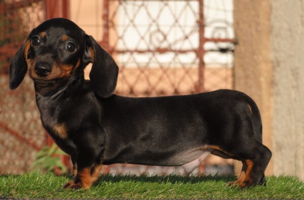 Oliver Miniature Dachshund Oliver Miniature Dachshund
