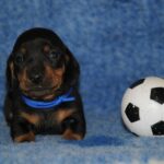 Oliver-male-miniature-dachshund-puppy-for-sale- (4)