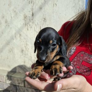 Oliver Miniature Dachshund Oliver Miniature Dachshund