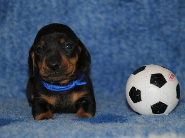 Oliver Miniature Dachshund Oliver Miniature Dachshund
