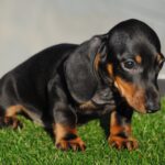 Oliver-male-miniature-dachshund-puppy-for-sale- (5)