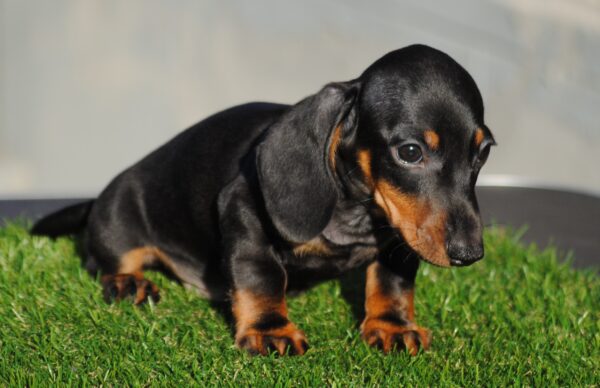 Oliver Miniature Dachshund Oliver Miniature Dachshund