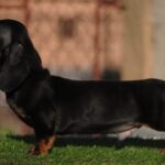 Oliver-male-miniature-dachshund-puppy-for-sale- (6)