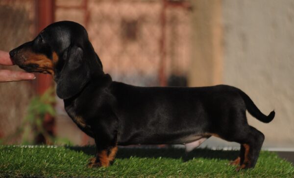 Oliver Miniature Dachshund Oliver Miniature Dachshund