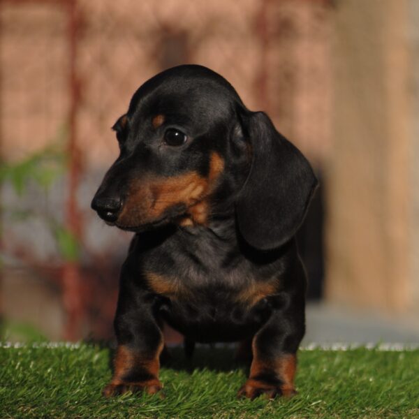 Oliver Miniature Dachshund Oliver Miniature Dachshund