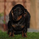Oliver-male-miniature-dachshund-puppy-for-sale- (8)