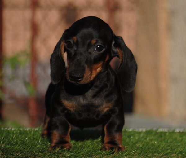 Oliver Miniature Dachshund Oliver Miniature Dachshund