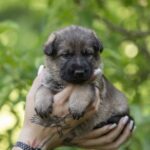 Orna-female-German-shepherd-puppy-for-sale-1 (1)