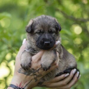 Orna German Shepherd Orna German Shepherd