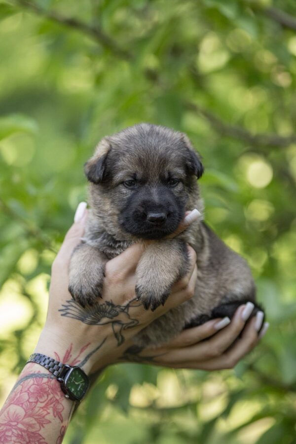 Orna German Shepherd Orna German Shepherd