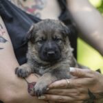 Orna-female-German-shepherd-puppy-for-sale-1 (2)