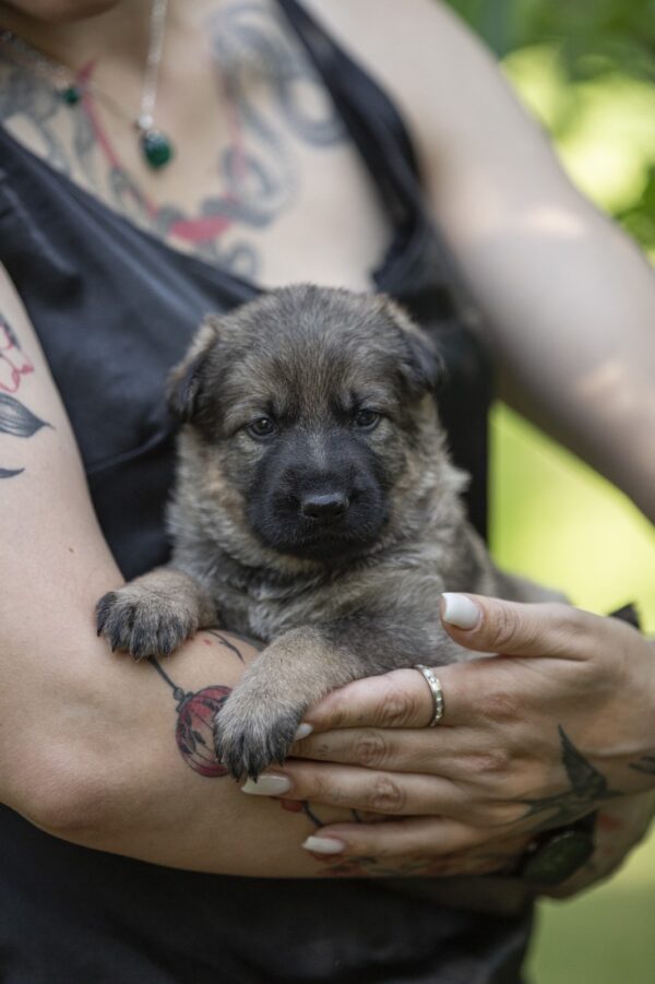 Orna German Shepherd Orna German Shepherd