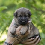 Orna-female-German-shepherd-puppy-for-sale-1 (3)