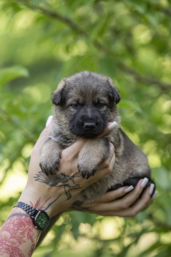 Orna German Shepherd Orna German Shepherd