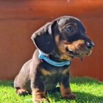 Oscar-male-miniature-dachshund-puppy-for-sale- (1)