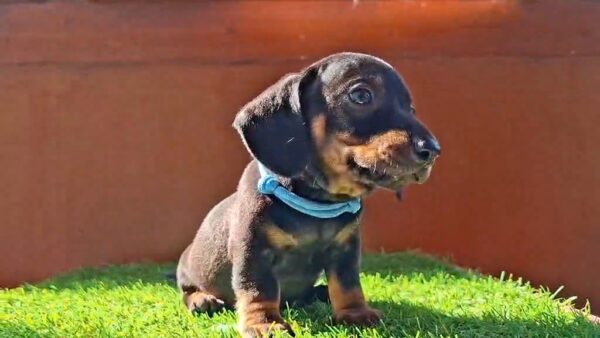 Oscar Miniature Dachshund Oscar Miniature Dachshund