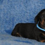 Oscar-male-miniature-dachshund-puppy-for-sale- (1)