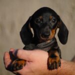 Oscar-male-miniature-dachshund-puppy-for-sale- (1)