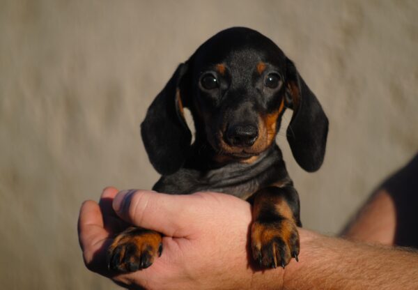 Oscar Miniature Dachshund Oscar Miniature Dachshund