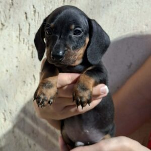 Oscar Miniature Dachshund Oscar Miniature Dachshund