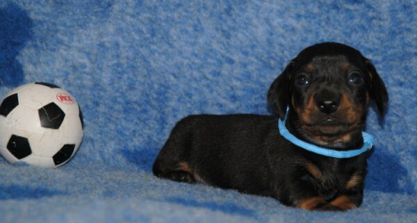 Oscar Miniature Dachshund Oscar Miniature Dachshund