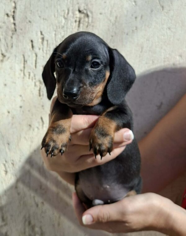 Oscar Miniature Dachshund Oscar Miniature Dachshund