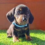Oscar-male-miniature-dachshund-puppy-for-sale- (2)