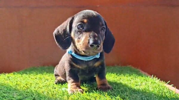 Oscar Miniature Dachshund Oscar Miniature Dachshund