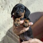 Oscar-male-miniature-dachshund-puppy-for-sale- (2)