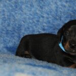 Oscar-male-miniature-dachshund-puppy-for-sale- (2)