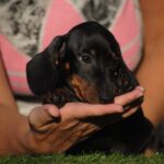Oscar-male-miniature-dachshund-puppy-for-sale- (2)