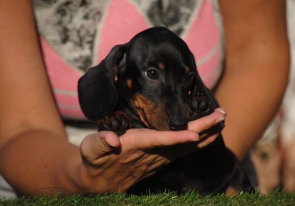 Oscar Miniature Dachshund Oscar Miniature Dachshund