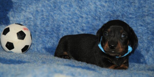 Oscar Miniature Dachshund Oscar Miniature Dachshund