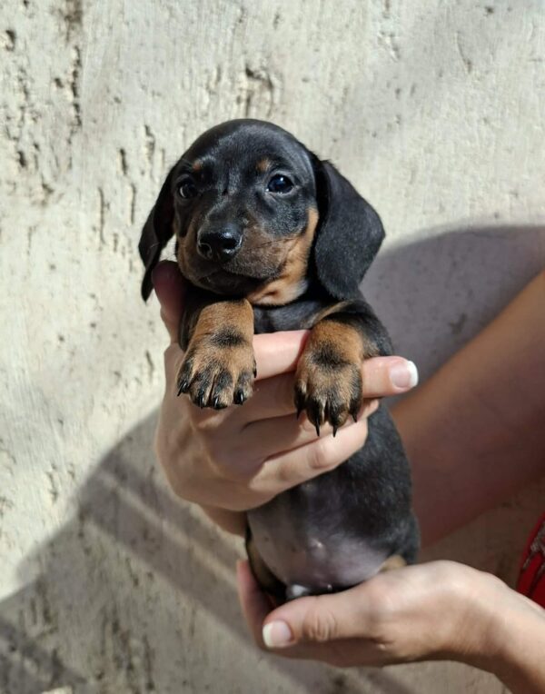 Oscar Miniature Dachshund Oscar Miniature Dachshund