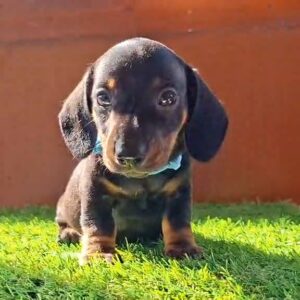 Oscar Miniature Dachshund Oscar Miniature Dachshund