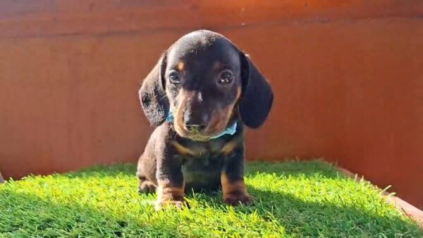 Oscar Miniature Dachshund Oscar Miniature Dachshund